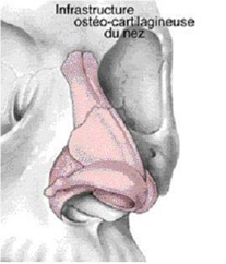 Rhinoplastie en Tunisie Infrastructure du nez